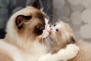 Любимый котик