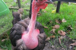 Курица без перьев