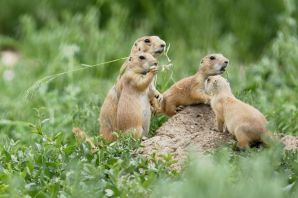 Полевые животные