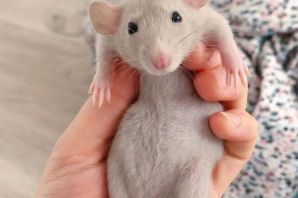 Голубая крыса