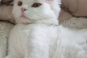 Потрепанный кот