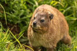 Даман животное