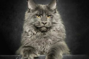 Кошка майкон