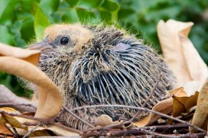 Птенец голубя