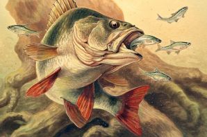 Окунь в аквариуме