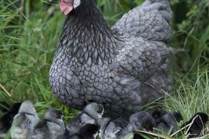 Куры доминант