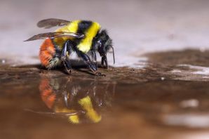 Шмелиное гнездо