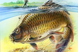 Ловля карпа