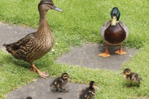 Селезень индоутки