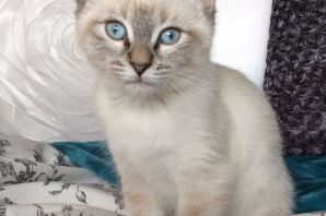 Порода кошек метис