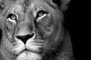 Львица с короной