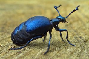 Перламутровый жук