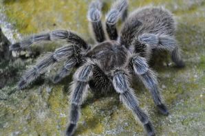 Пушистый паук