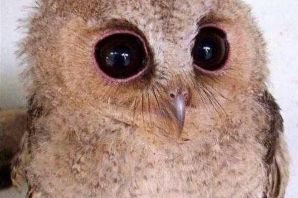 Веселая сова