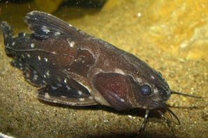 Рыба липарис