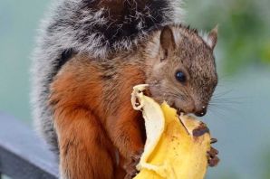 Белка хищник