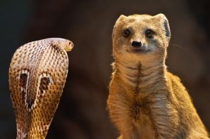 Мангуст и кобра