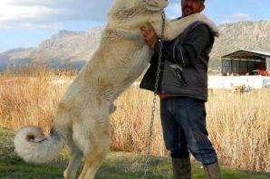 Огромные собаки