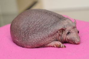 Бритый ежик