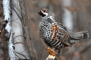 Птицы россии