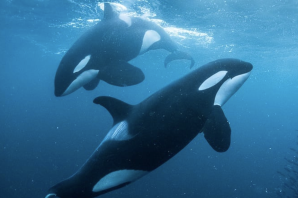 Касатка и дельфин