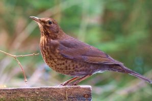 Полевой дрозд