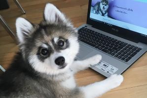 Помски порода