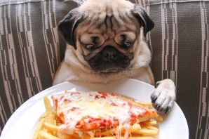 Кот и пицца