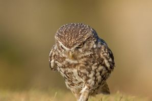 Гордая птица