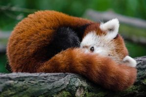 Рыжий медведь