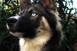 Метис овчарки