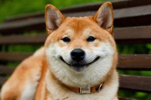 Собаки улыбаки