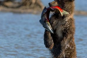 Камчатка рыба