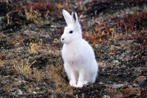 Белый заяц