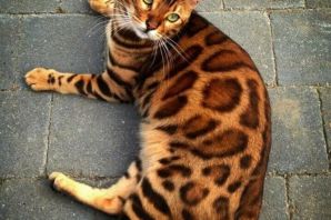 Дорогие кошки