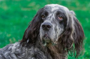 Сеттер спаниель