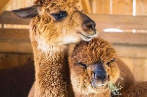 Лама и верблюд