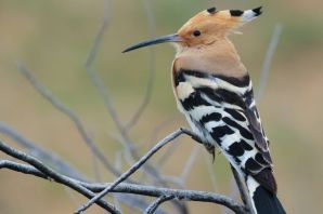 Синеголовый удод