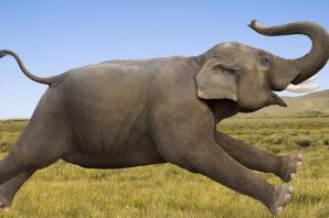 Довольный слон