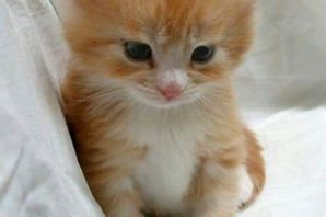 Кот рыже белый