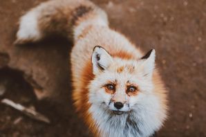 Корейская лиса