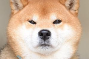 Мини акита ину