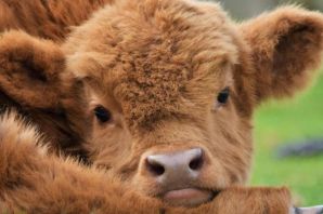 Плюшевая корова