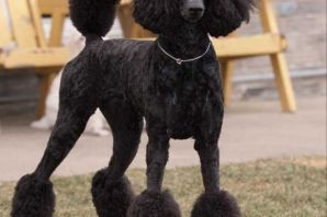 Груминг пуделя