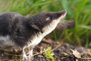 Выхухоль птица