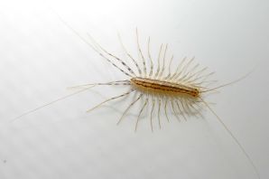 Мокрица крымская