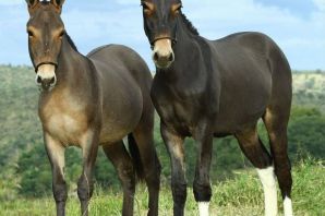 Смесь осла и лошади