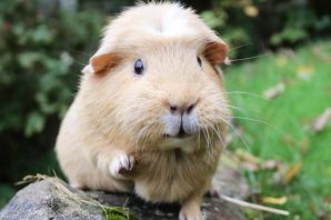 Дачный хомяк