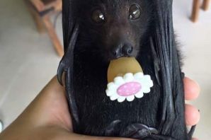 Летучая лисица