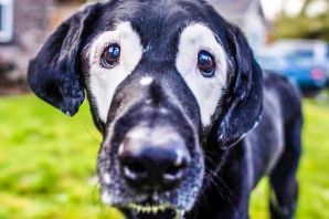 Витилиго у собак